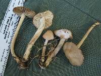 Marasmius oreades image