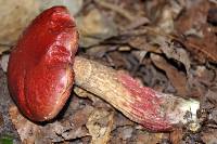 Boletus frostii image