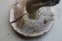 Tylopilus rubrobrunneus image