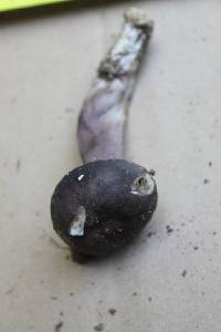 Tylopilus plumbeoviolaceus image