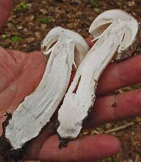 Amanita excelsa image