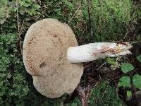 Retiboletus griseus image