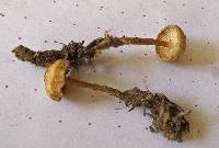 Mycena overholtsii image