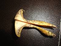 Suillus decipiens image