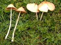 Conocybe apala image