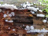 Ceratiomyxa fruticulosa var. fruticulosa image