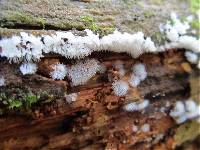 Ceratiomyxa fruticulosa var. fruticulosa image