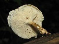 Polyporus ciliatus image