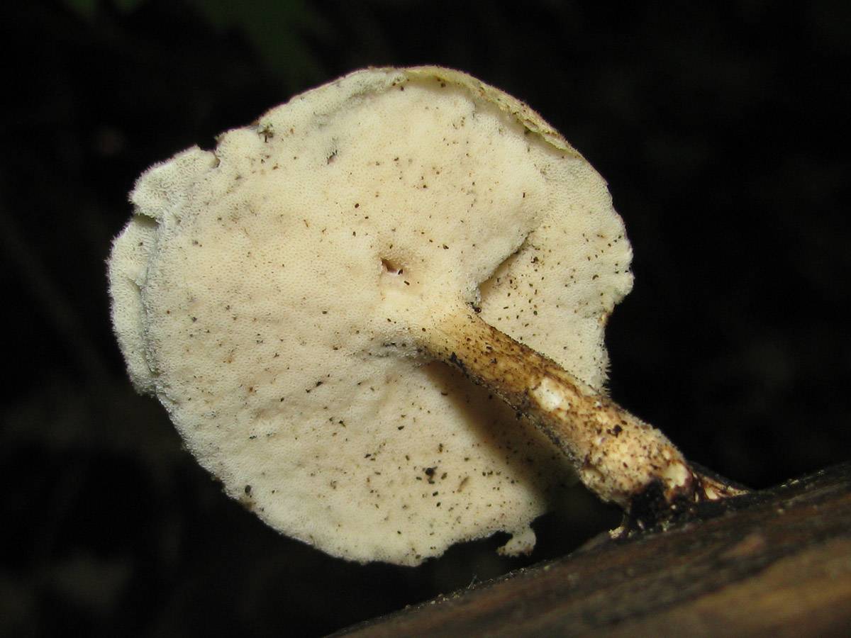 Polyporus ciliatus image