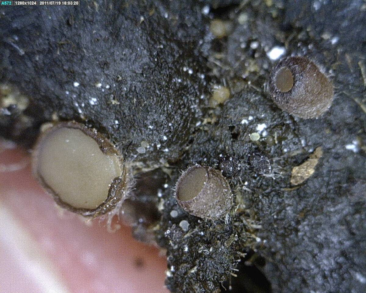 Pseudombrophila cervaria image