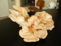 Laetiporus cincinnatus image