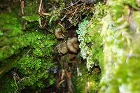 Gyromitra californica image