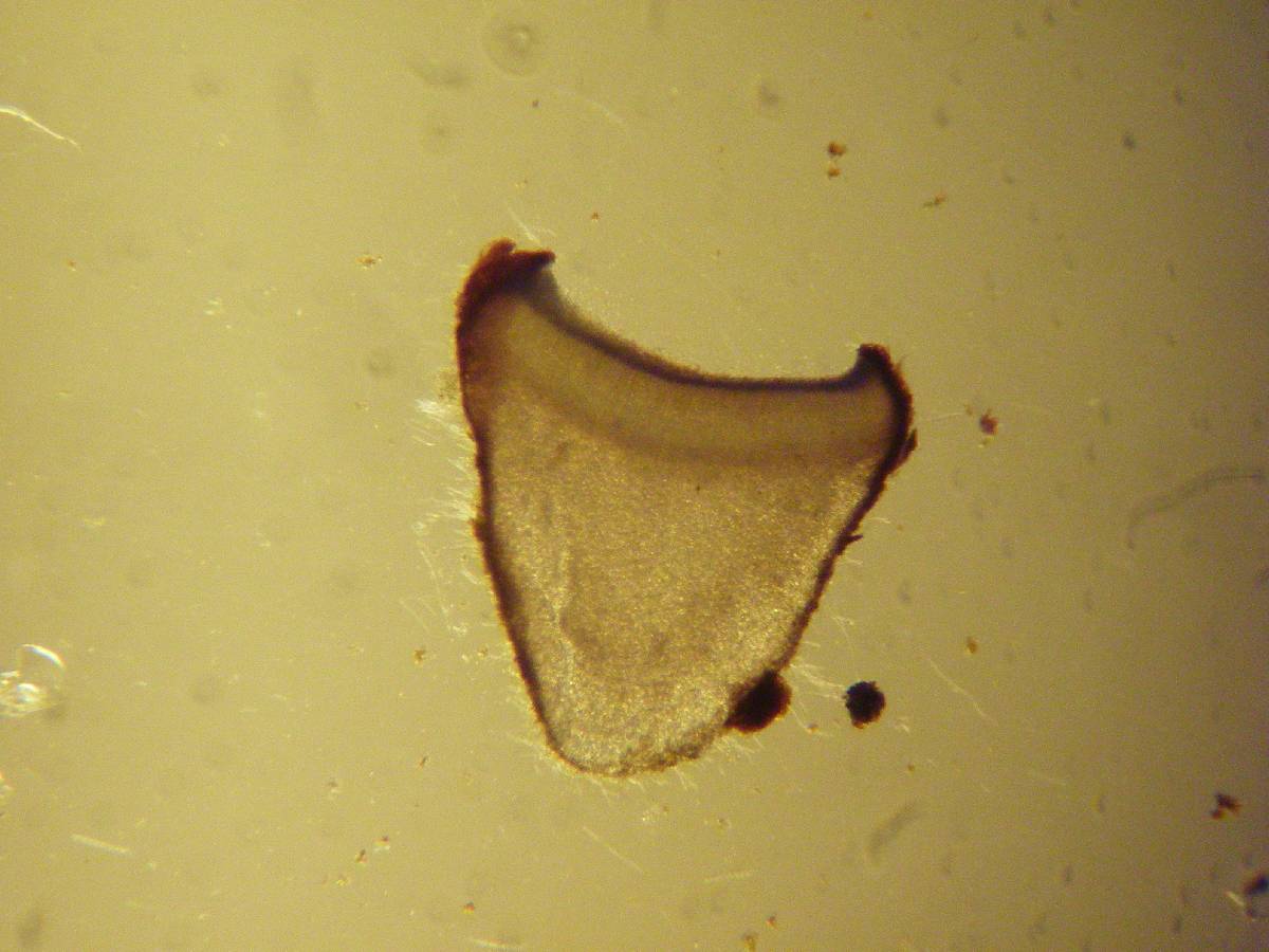 Pseudombrophila cervaria image