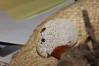 Ganoderma curtisii image