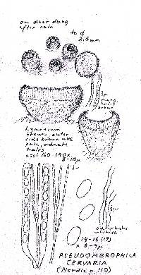 Pseudombrophila cervaria image