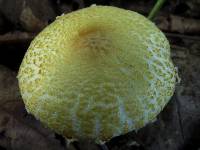 Lepiota clypeolaria image