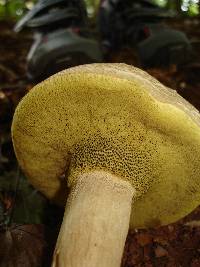 Boletus pallidus image