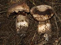 Agaricus lilaceps image