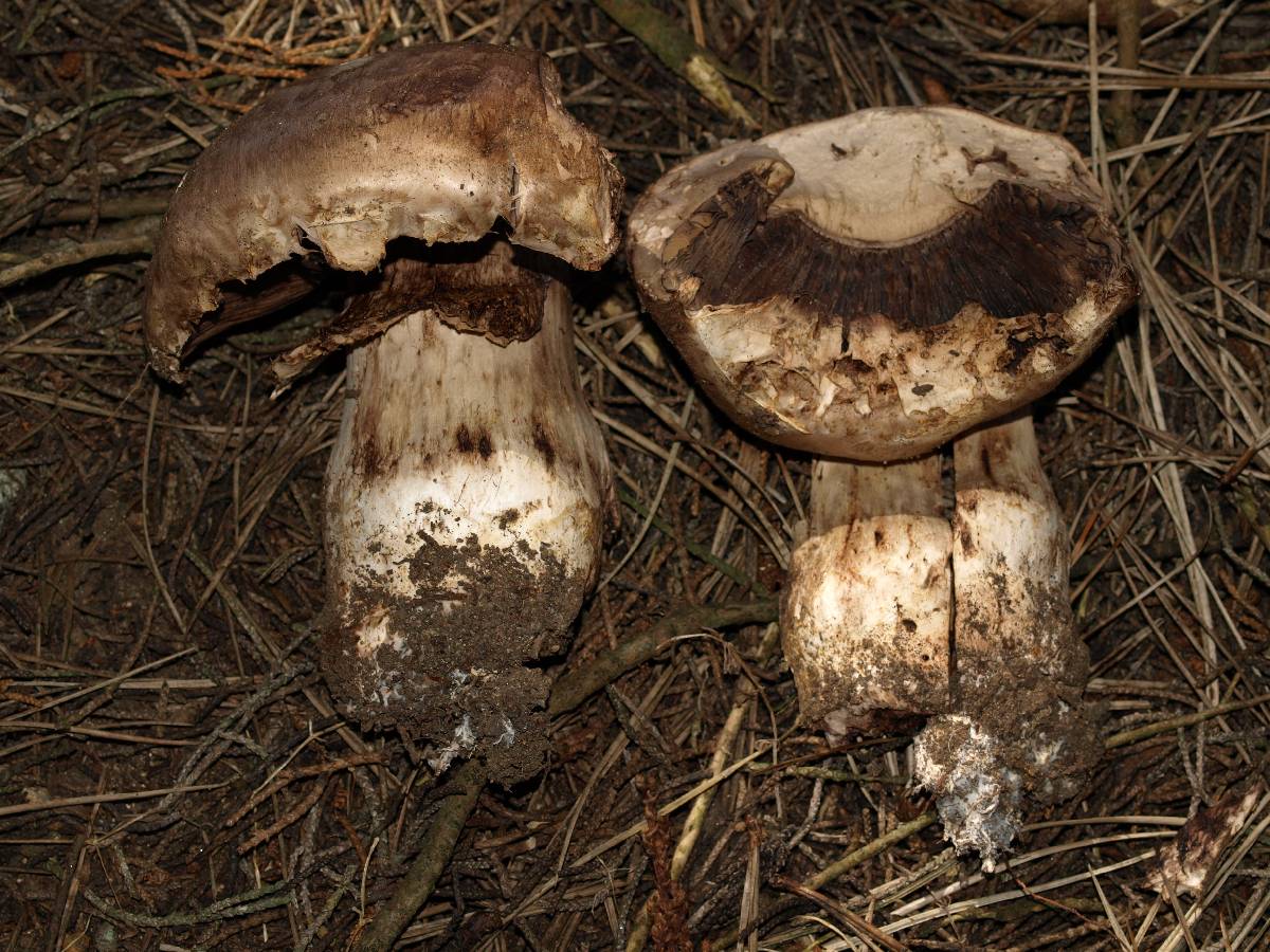 Agaricus lilaceps image
