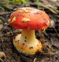 Amanita xanthocephala image