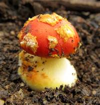 Amanita xanthocephala image