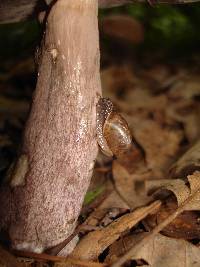 Tylopilus violatinctus image