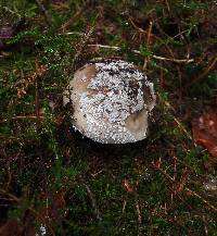 Amanita excelsa image