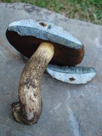 Boletus vermiculosoides image