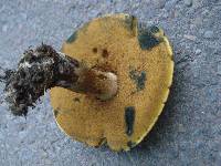 Boletus vermiculosoides image