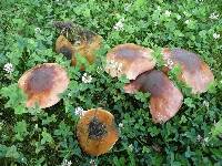 Boletus luridus image