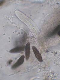 Hysterographium flexuosum image