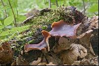 Royoporus badius image