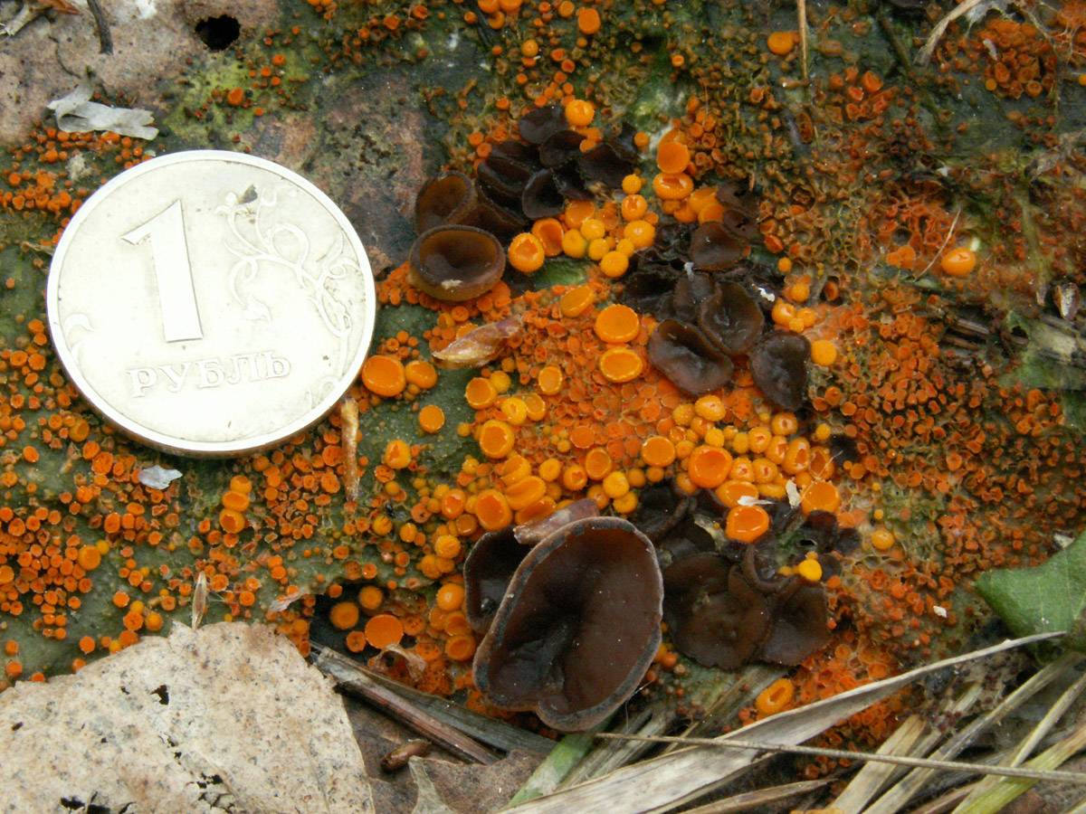 Nannfeldtiella aggregata image