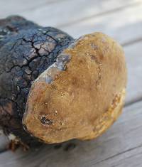 Phellinus igniarius image