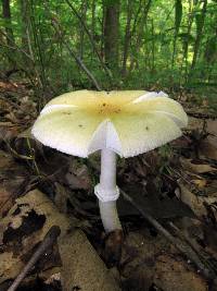 Amanita velatipes image