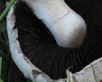 Agaricus solidipes image