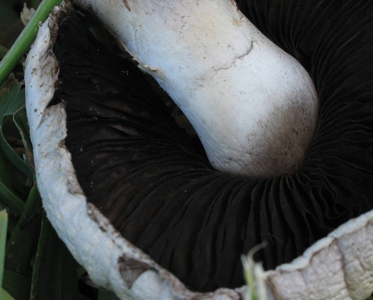 Agaricus solidipes image