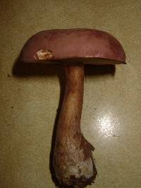 Tylopilus rubrobrunneus image