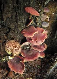 Callistosporium purpureomarginatum image