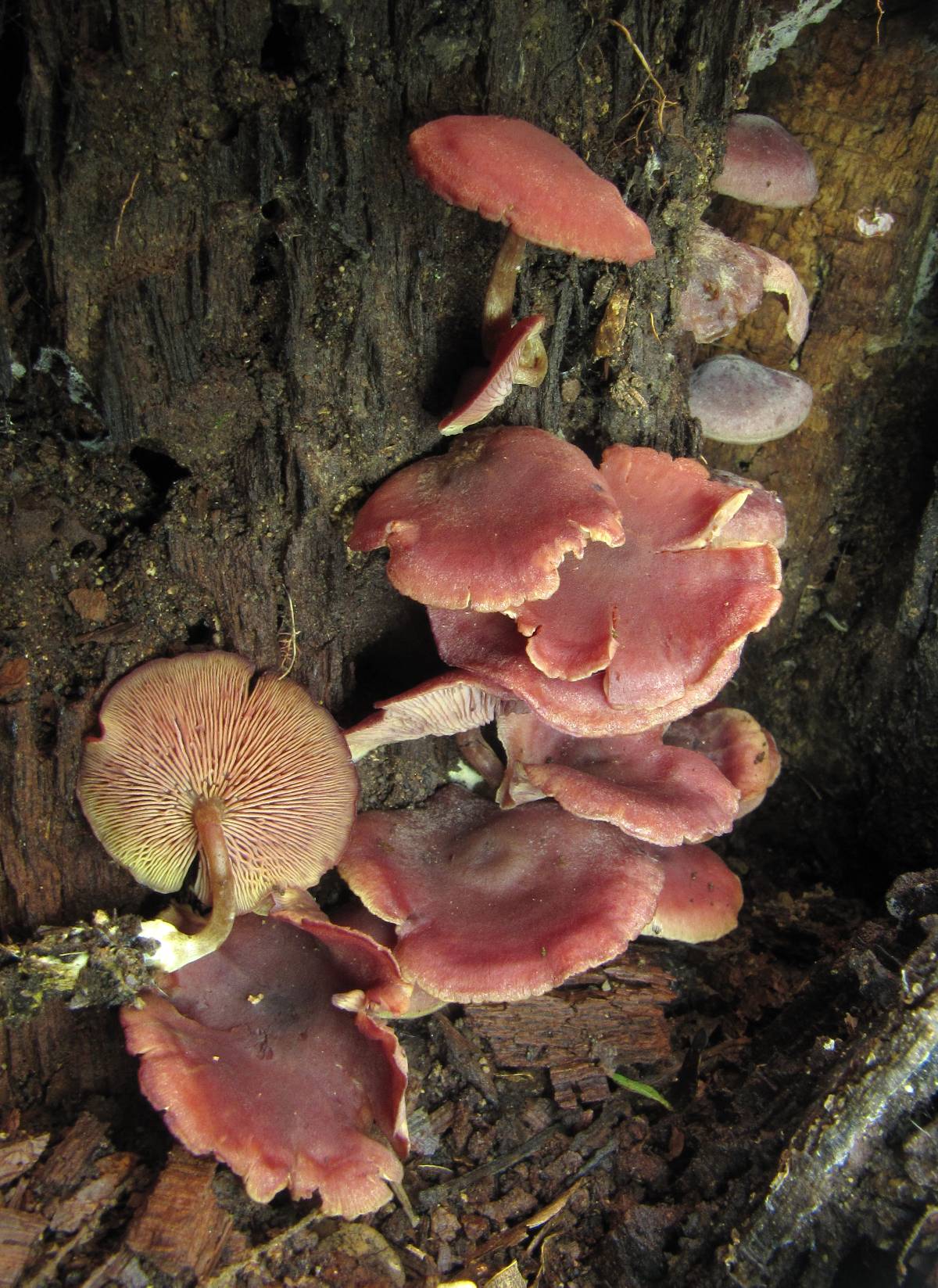 Callistosporium purpureomarginatum image