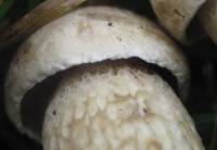 Boletus variipes image