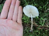 Leucocoprinus brebissonii image