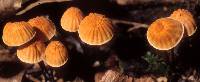 Marasmius siccus image