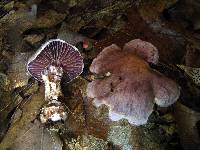 Cortinarius torvus image