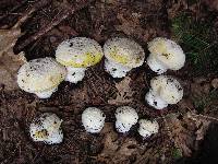 Amanita aprica image