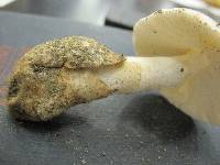 Amanita volvata image