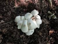 Leucocoprinus cepistipes image