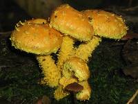 Pholiota flammans image