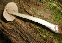 Entoloma strictius image