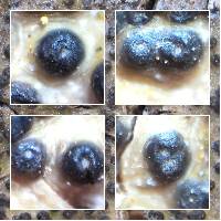 Pyrenula macrospora image